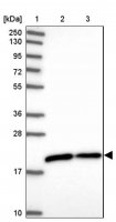 Anti-GOLGA7 antibody produced in rabbit 