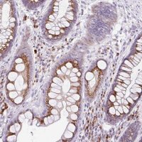 Anti-GOLGA8A antibody produced in rabbit 