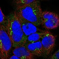 Anti-GOLGA8A antibody produced in rabbit 