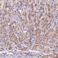 Anti-GOLPH3 antibody produced in rabbit 