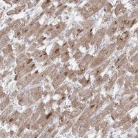 Anti-GPAT2 antibody produced in rabbit