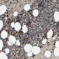 Anti-GPATCH2L antibody produced in rabbit