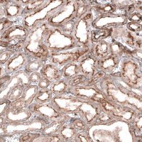 Anti-GPC6 antibody produced in rabbit
