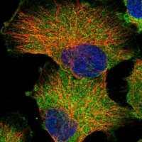 Anti-GPR142 antibody produced in rabbit 