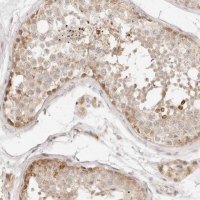 Anti-GPR156 antibody produced in rabbit 