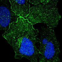 Anti-GPR156 antibody produced in rabbit 