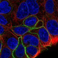 Anti-GPR160 antibody produced in rabbit 