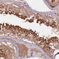 Anti-GPR180 antibody produced in rabbit 