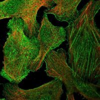 Anti-GPR27 antibody produced in rabbit 