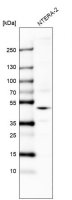 Anti-GPR27 antibody produced in rabbit 
