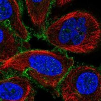 Anti-GPRIN1 antibody produced in rabbit HPA036478-100UL