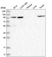 Anti-GPRIN1 antibody produced in rabbit HPA036478-100UL