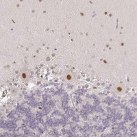 Anti-GPRIN2 antibody produced in rabbit 