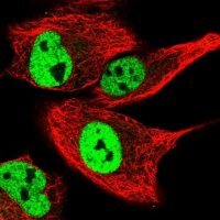 Anti-GPRIN2 antibody produced in rabbit 
