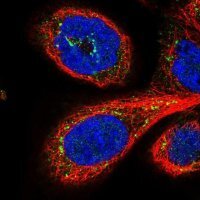 Anti-GPSM1 antibody produced in rabbit 