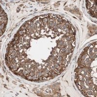 Anti-GPSM2 antibody produced in rabbit
