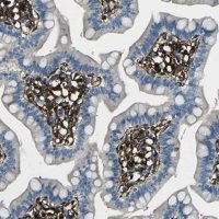 Anti-GRAMD1C antibody produced in rabbit 