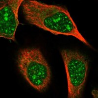 Anti-GRAMD2 antibody produced in rabbit 