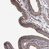 Anti-GRHPR antibody produced in rabbit 