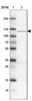 Anti-GRID2IP antibody produced in rabbit HPA045381-100UL
