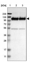 Anti-GRIK2 antibody produced in rabbit 