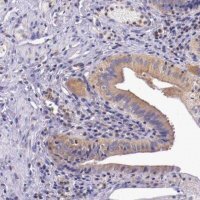 Anti-GRIPAP1 antibody produced in rabbit 