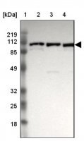 Anti-GRIPAP1 antibody produced in rabbit 