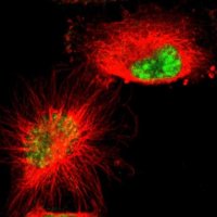 Anti-GRK3 antibody produced in rabbit 