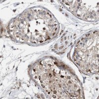 Anti-GRPEL2 antibody produced in rabbit 