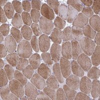 Anti-GRXCR2 antibody produced in rabbit 