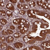 Anti-GSKIP antibody produced in rabbit