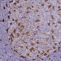Anti-GSN antibody produced in rabbit HPA054026-100UL