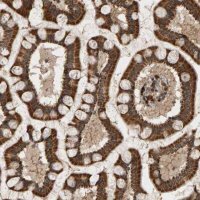 Anti-GSTK1 antibody produced in rabbit 