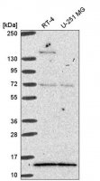 Anti-GTF2A2 antibody produced in rabbit