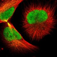 Anti-GTF2F2 antibody produced in rabbit