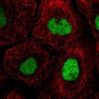 Anti-GTF3C4 antibody produced in rabbit 
