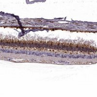 Anti-GUCA1A antibody produced in rabbit