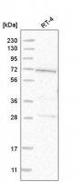 Anti-GUF1 antibody produced in rabbit HPA024222-100UL