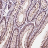 Anti-GXYLT2 antibody produced in rabbit 
