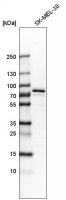 Anti-GYG2 antibody produced in rabbit 