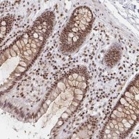 Anti-H1FX antibody produced in rabbit 