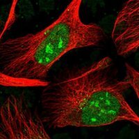 Anti-H1FX antibody produced in rabbit 