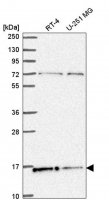 Anti-H2AFX antibody produced in rabbit HPA051647-100UL