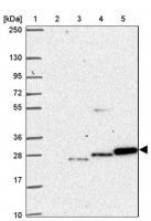 Anti-HAGH antibody produced in rabbit 