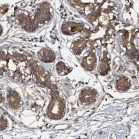 Anti-HAPLN3 antibody produced in rabbit 