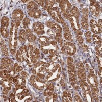 Anti-HAUS2 antibody produced in rabbit 