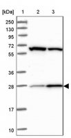 Anti-HAUS2 antibody produced in rabbit 