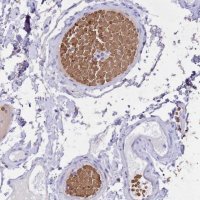 Anti-HBA1 antibody produced in rabbit HPA043780-100UL