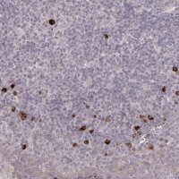 Anti-HCAR2 antibody produced in rabbit 