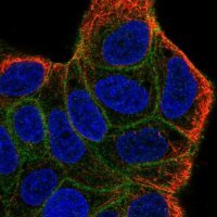 Anti-HCAR2 antibody produced in rabbit 
